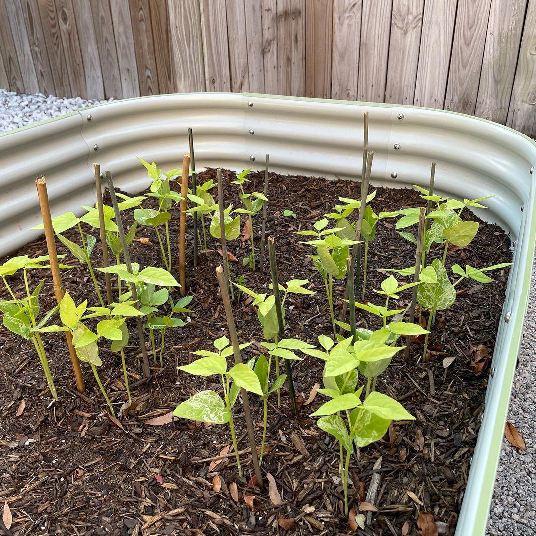 How To Keep Moles Out Of Raised Beds How To Keep Moles Out Of Raised Beds