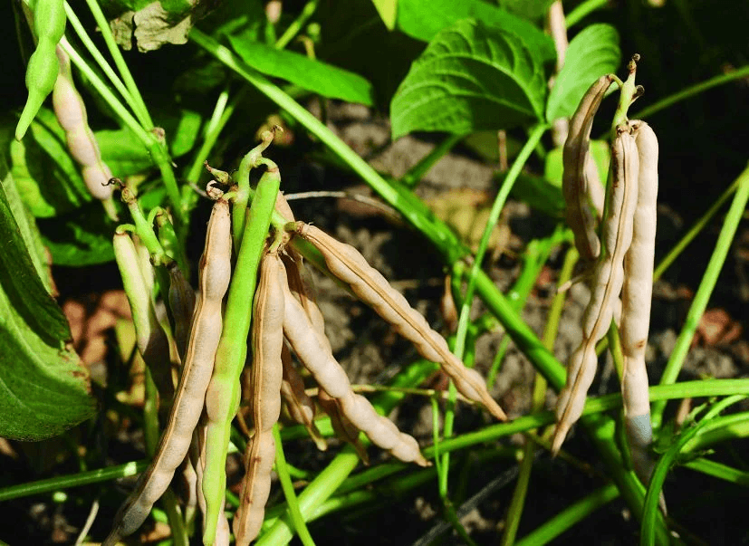 baytree plants Miles Choice Bay Tree | Evergreen Screening Plant main image 1