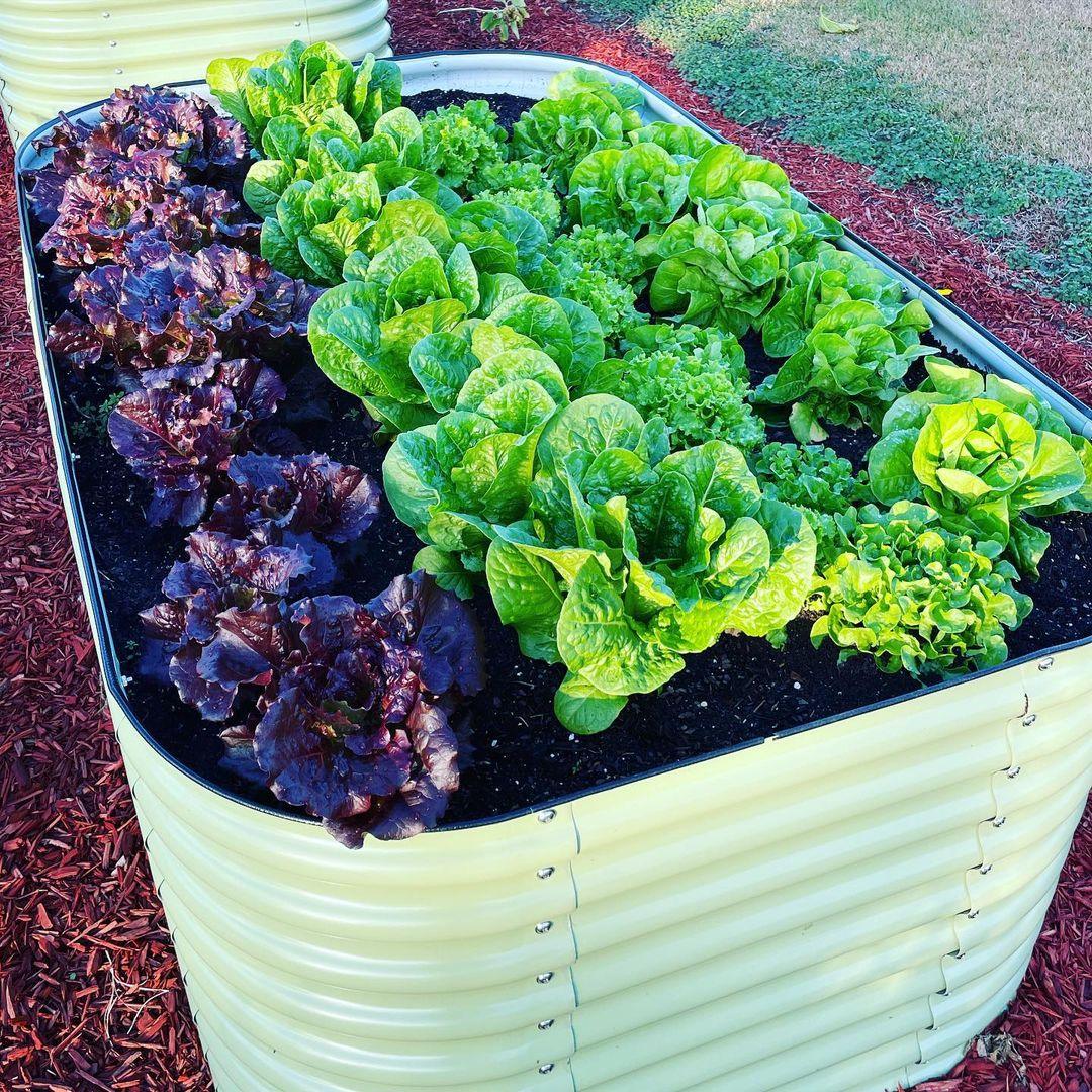 Companion Planting Guide: Maximizing Vegetable Garden Space and Produc –  Ollegardenshttps://www.ollegardens.com/products/17-tall-42-round-olle-metal-raised- garden-beds-home-garden-vegetable-beds-sage-green, image size:1080x1080