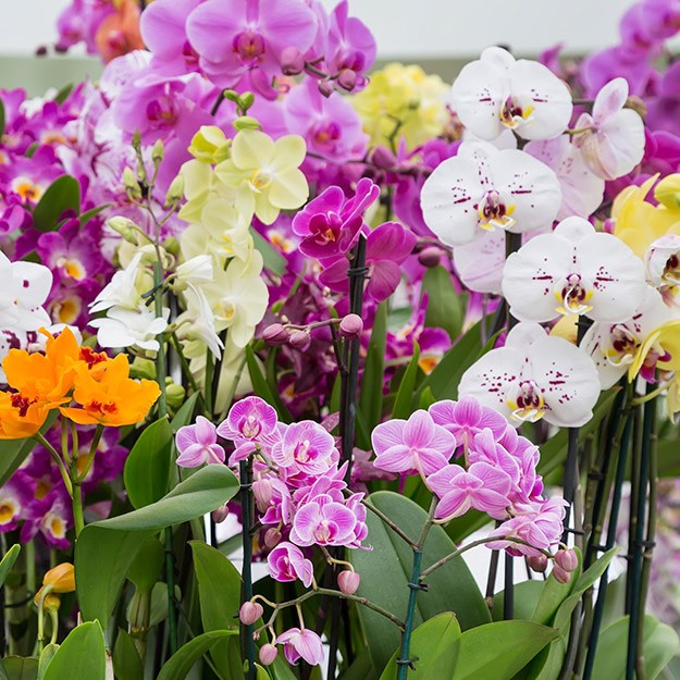 Planting Orchids: A Beginner's Guide to Orchid Care