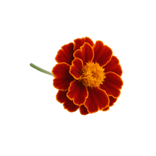 Load image into Gallery viewer, Olle Gardens Flower Bundle