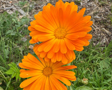 Load image into Gallery viewer, Olle Gardens Flower Bundle