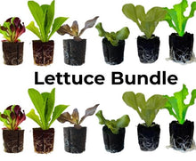 Load image into Gallery viewer, Olle Gardens Lettuce Bundle