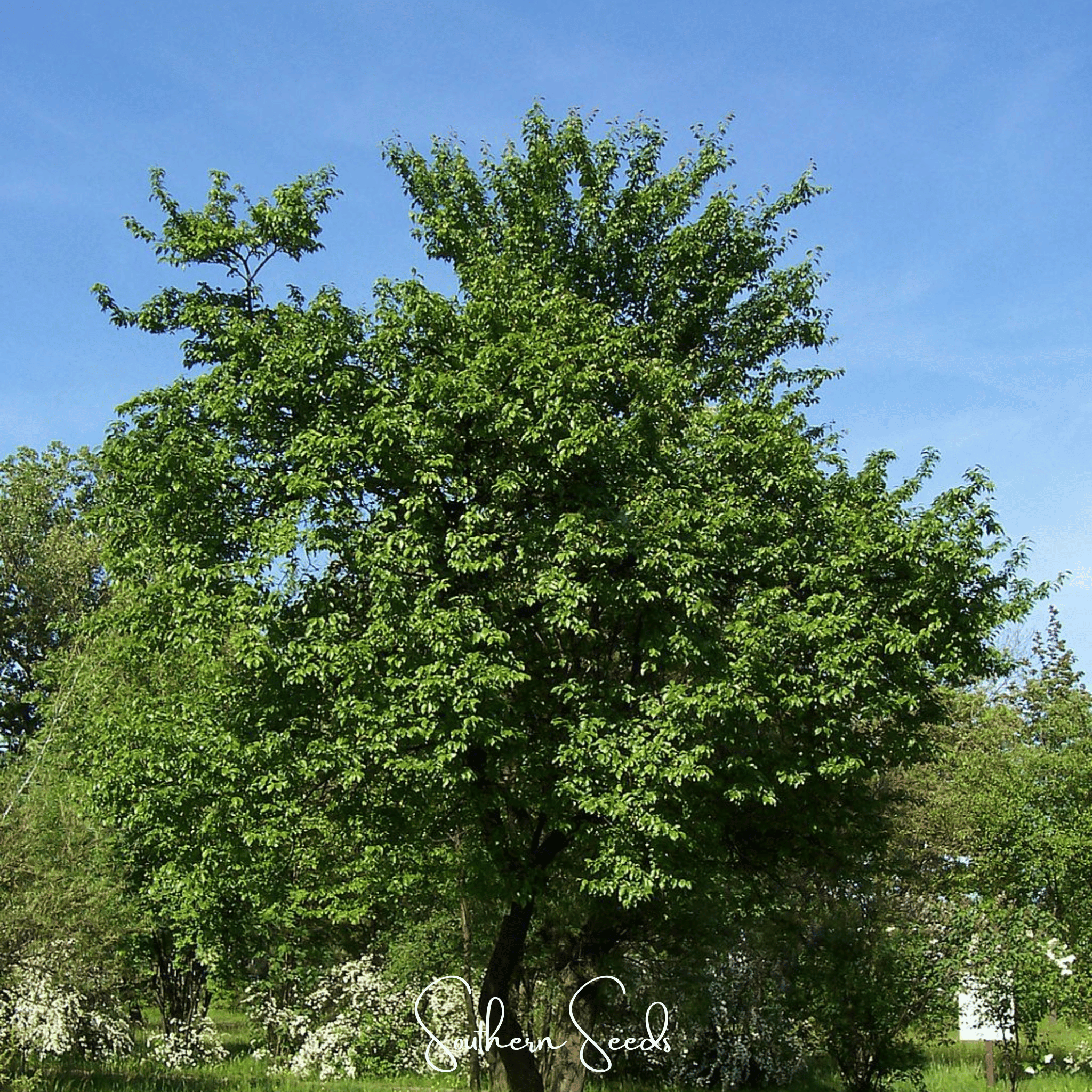 Cherry Plum – 5 Seeds