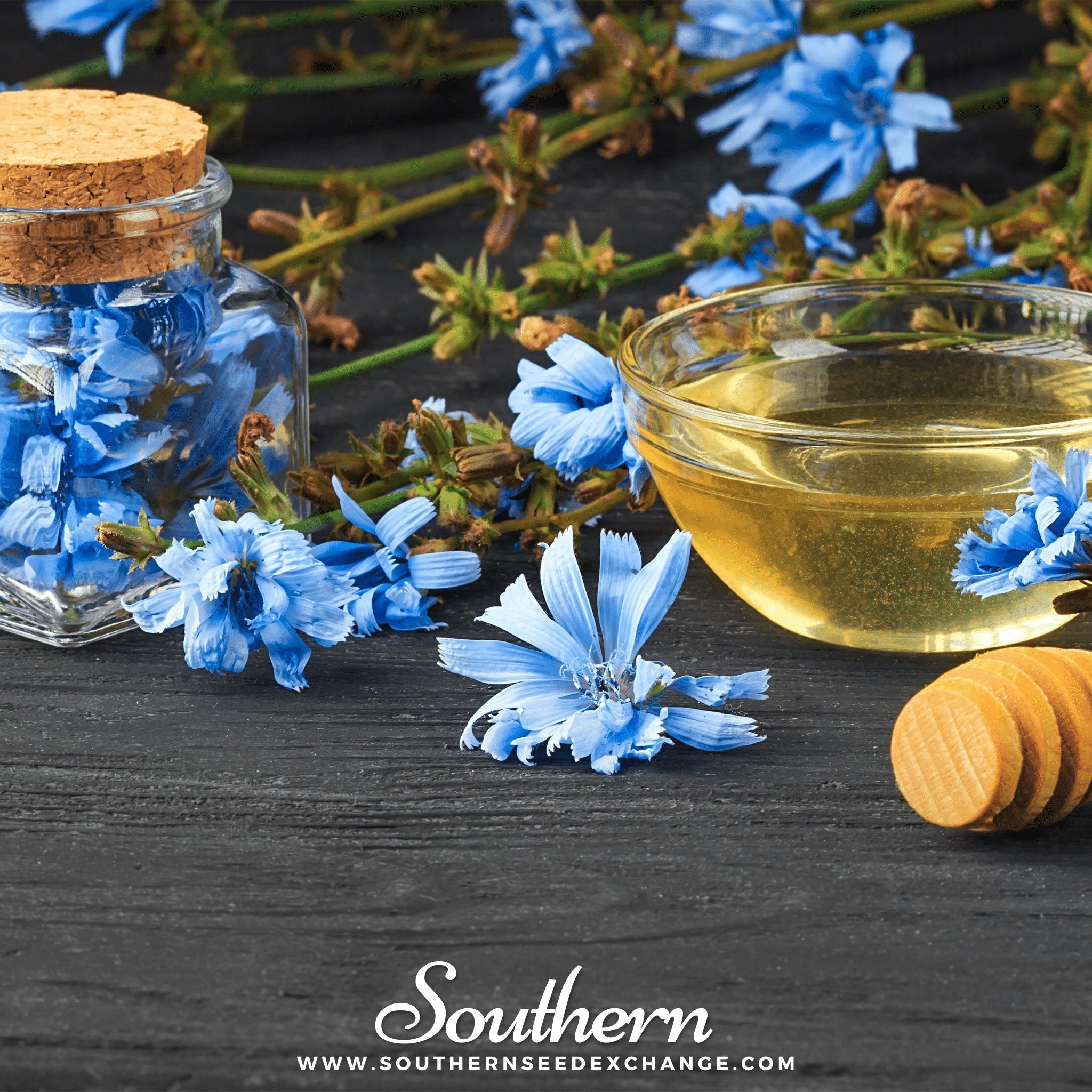 Chicory – 200 Seeds