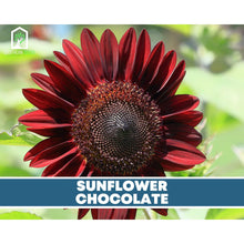 Load image into Gallery viewer, Sunflower Seed Collection – 6 Varieties