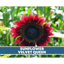 Load image into Gallery viewer, Sunflower Seed Collection – 6 Varieties