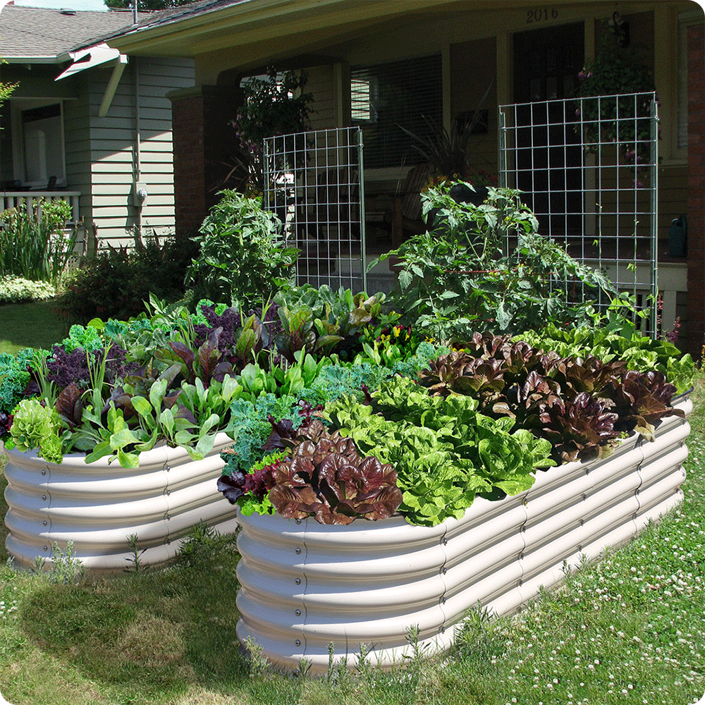 Olle Metal Raised Garden Beds, Home Garden Vegetable Beds - Ollegardens