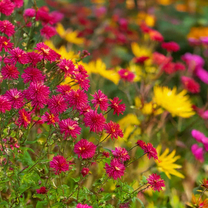 Fall into Flavor and Flowers: 10 Things to Know When Growing This Autumn