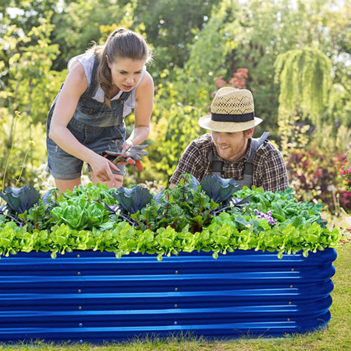 Knowledge from Olle Garden Bed: How to Plant, Protect, and Harvest Lettuce