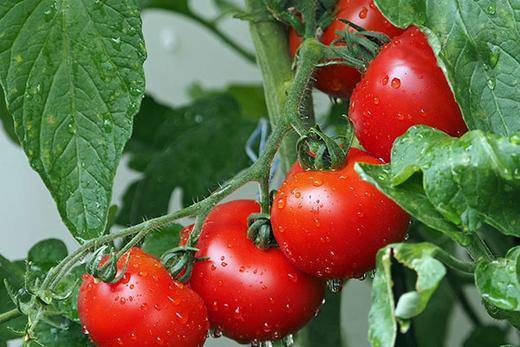 How To Grow Tomatoes