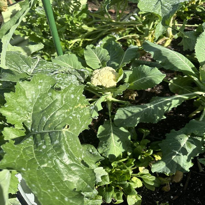 Growing Broccoli In A Raised Garden Bed