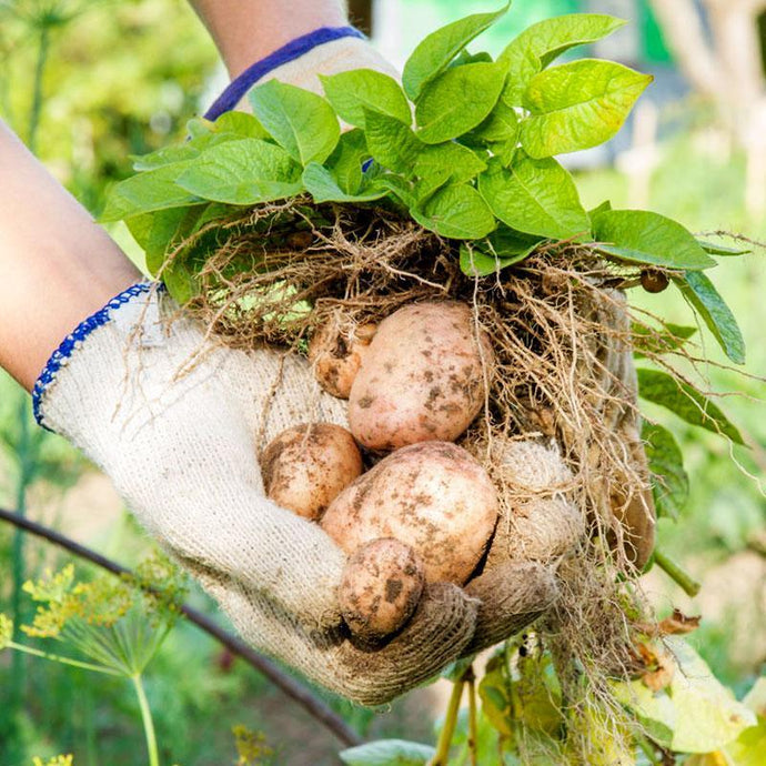 Potatoes In Metal Raised Garden Beds