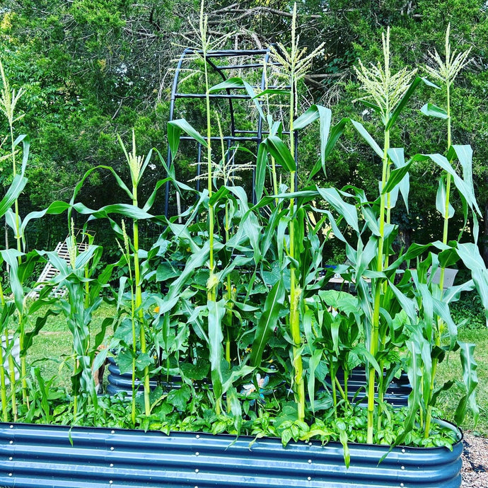 Beat the Heat: Top Cover Crops for Hot Climate Gardening Success!