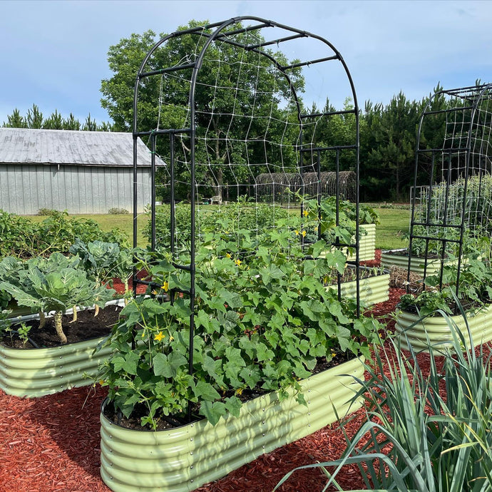Your July Planting Must-Haves