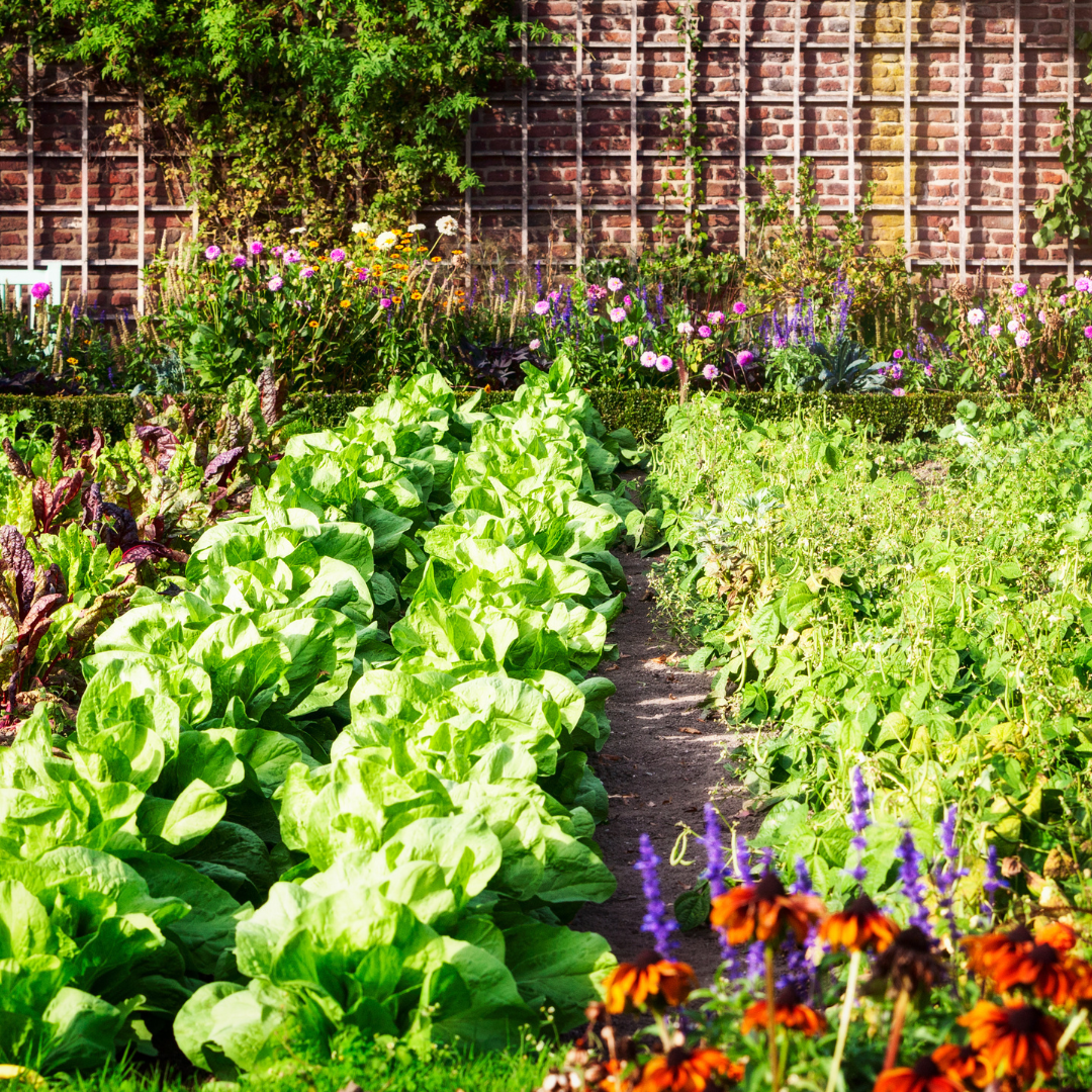 Edible & Productive Gardens