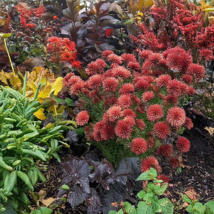 Embrace Autumn: Plants That Flourish in the Fall Garden