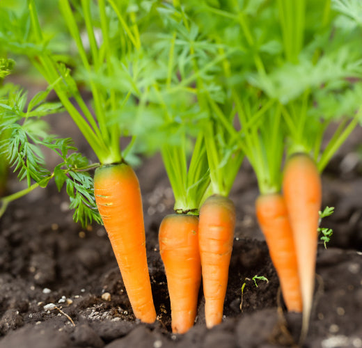 Spring Planting Guide for Carrots