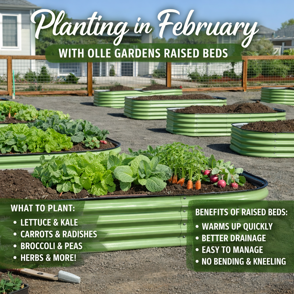 What to Plant in February (and How Olle Gardens Makes It Easy)