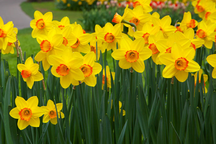 Bringing Sunshine to Your Garden_ Planting Yellow Daffodils in a Garden Bed