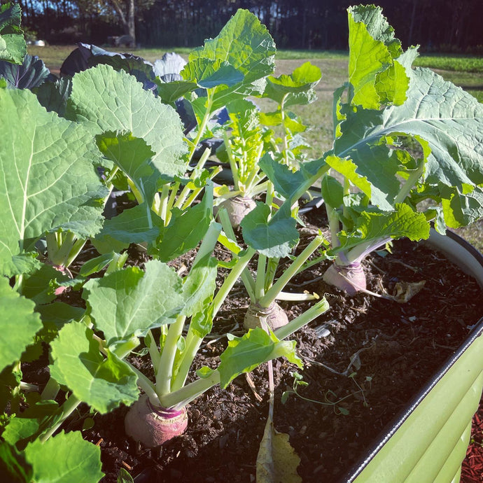 Late Summer Gardening: 5 Ways to Increase Your Yield