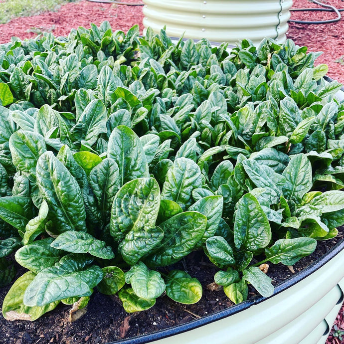 Maximizing Space in a Raised Bed: High-Density Planting