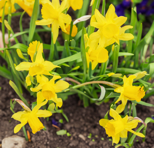 Spring Garden Pre Guide: Tips for a Blooming Season