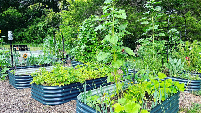 September Sowing: An Expert's Guide to a Fast Fall Harvest