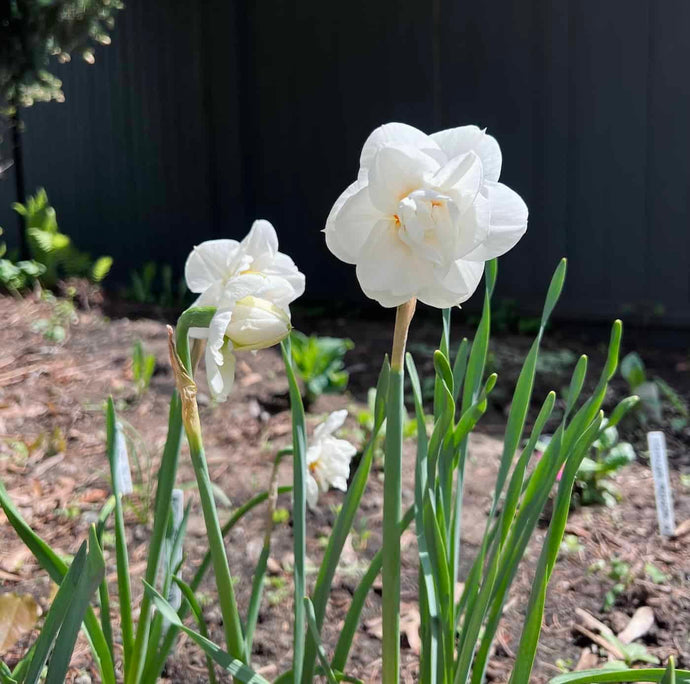 A Blooming Success: A Guide to Planting Daffodils