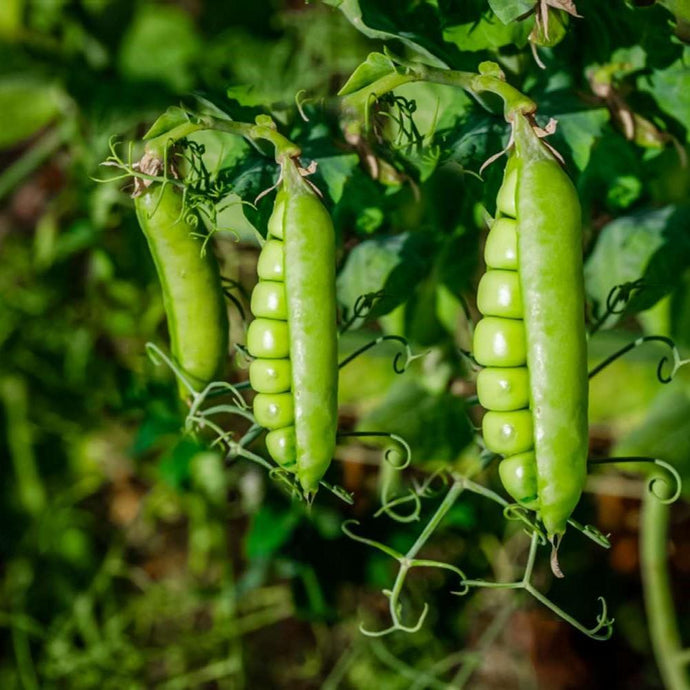 A Guide to Growing Peas: Tips for a Bountiful Harvest