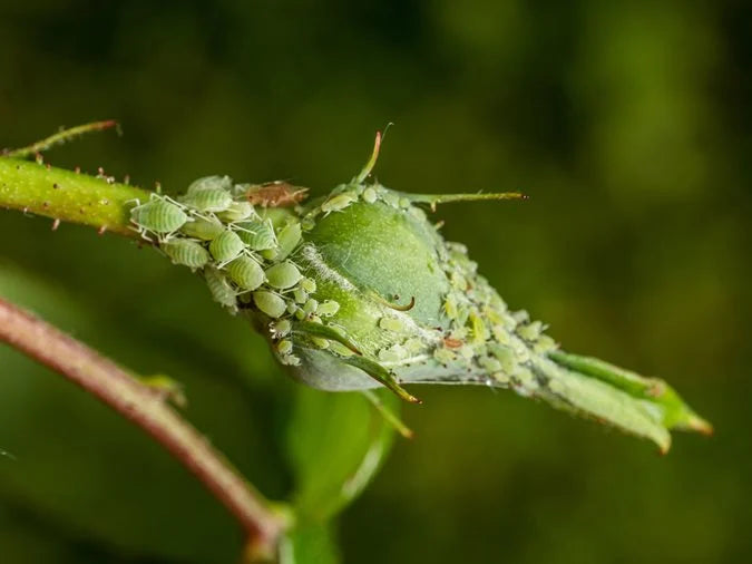 How to deal with Aphids