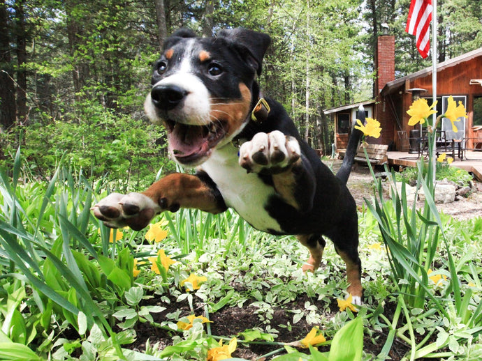 ATTENTION ALL DOG OWNERS!