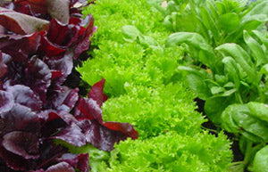 Salad Crops