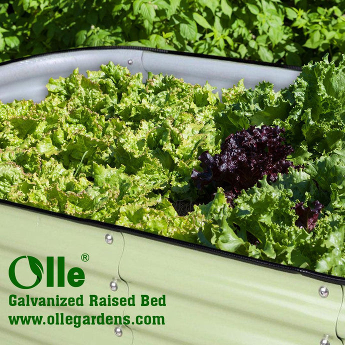 Benefits To Growing Lettuce