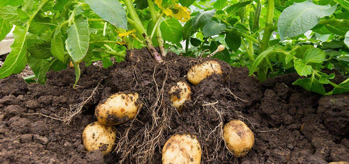 Biggest Yield: Growing Potatoes In A Raised Bed