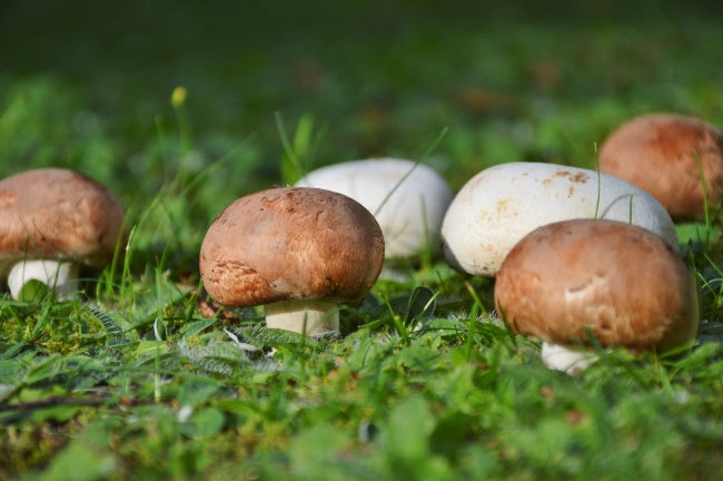 Mushroom Adventure: The Mysterious World in the Garden Bed