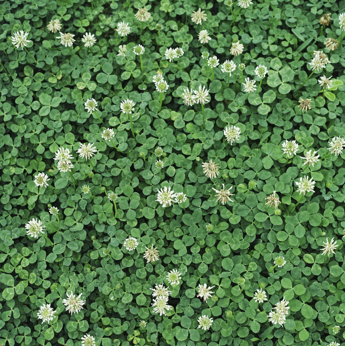 Conquering Clover on Your Lawn: 5 Strategies to Regain Control
