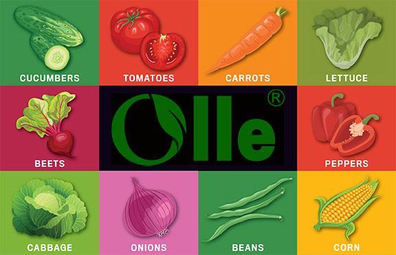 Companion Plant Benefits in Raised Bed Gardens