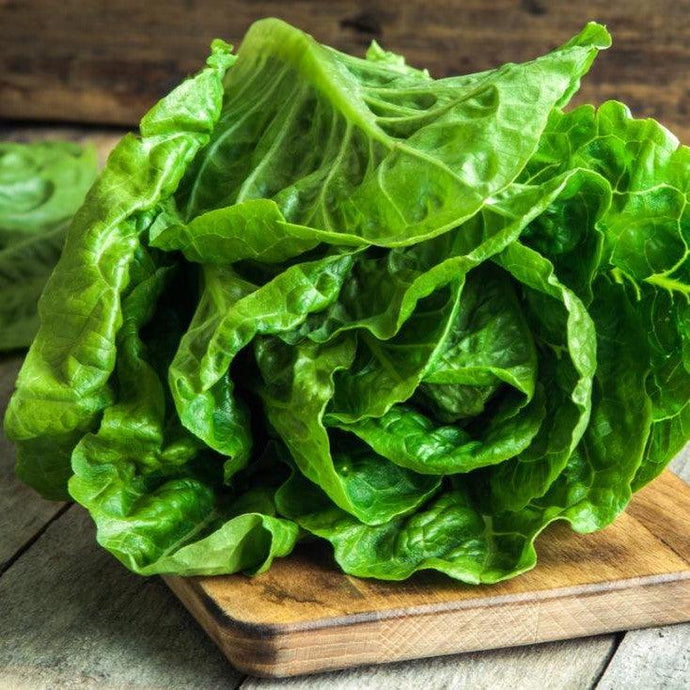 Companion Planting for Lettuce