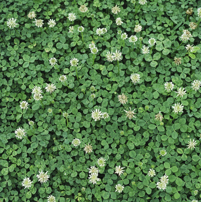 Conquering Clover on Your Lawn: 5 Strategies to Regain Control
