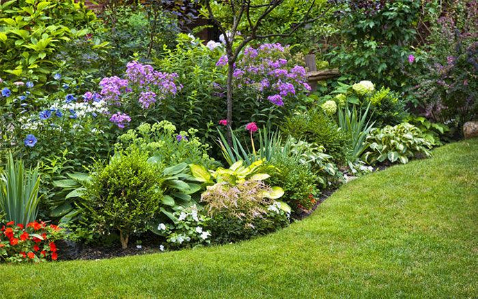 Dividing perennials and transplant shrubs