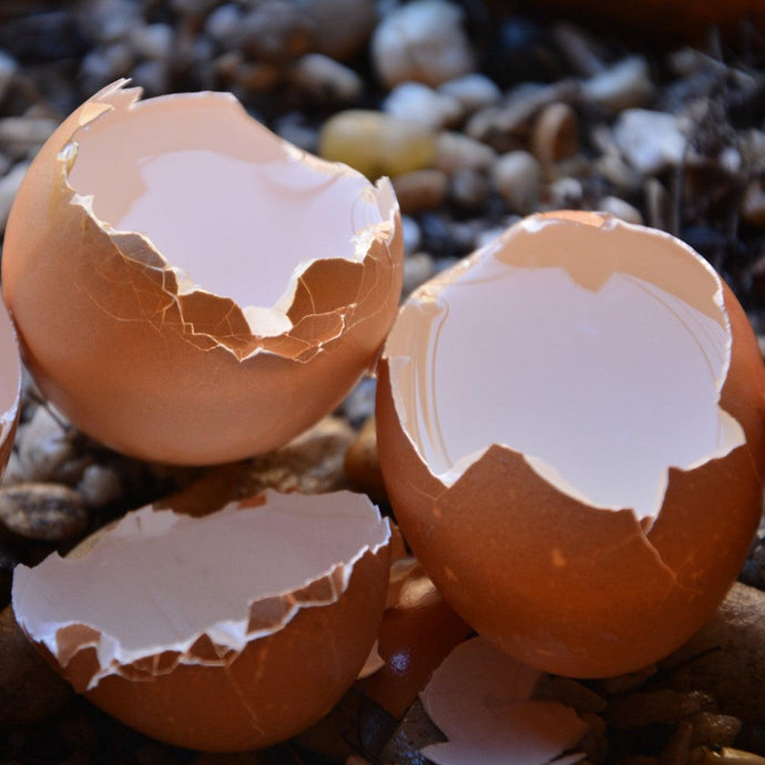 DIY Natural Plant Fertilizer Recipe