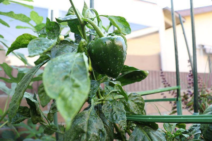 Do Bell Peppers Grow On Trees?