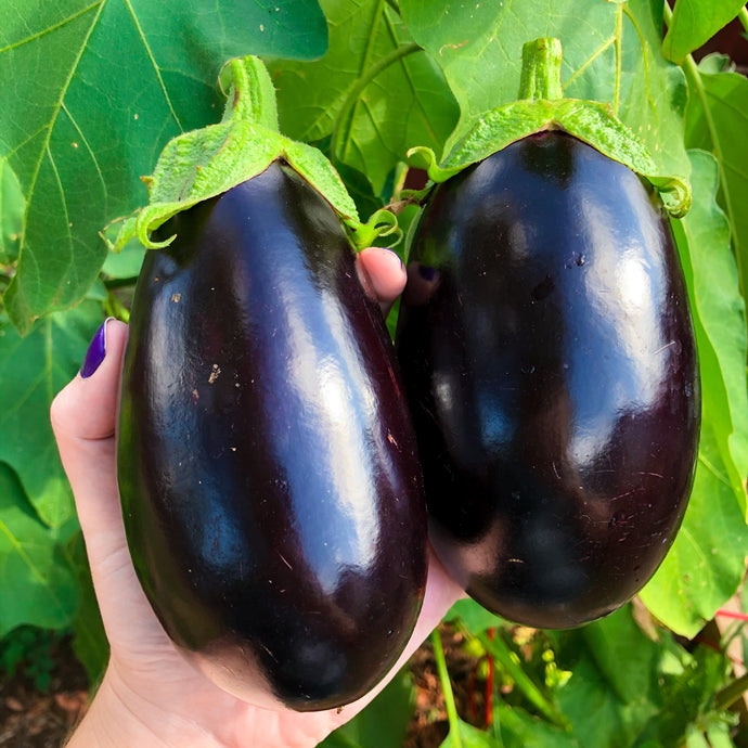 Eggplant Companion Plants