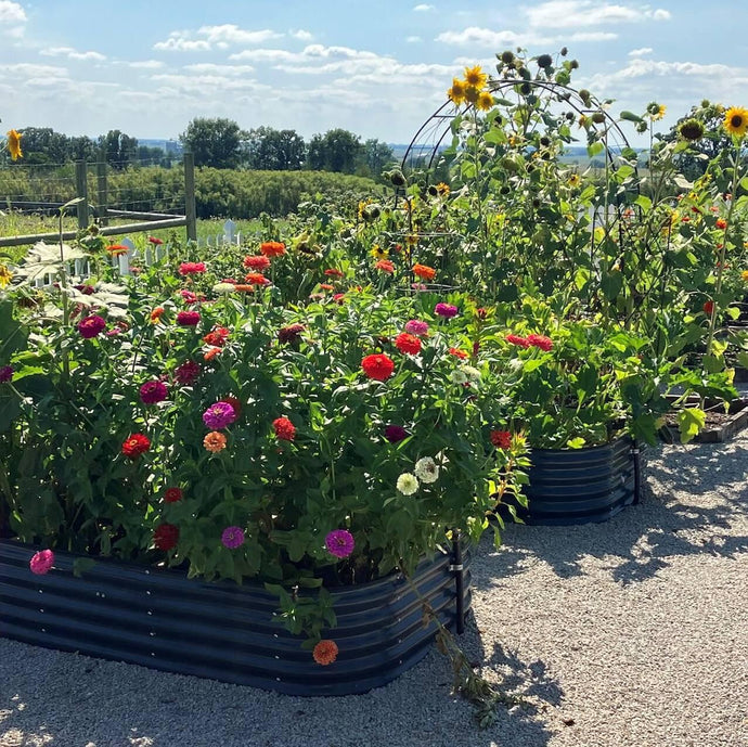 Knowledge from Olle Garden Bed: Seven Reasons to Try Bare Root Planting - A Cheap Way to Fill the Backyard