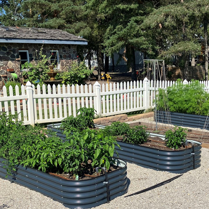 6 Tips for Growing Potatoes on a Raised garden beds