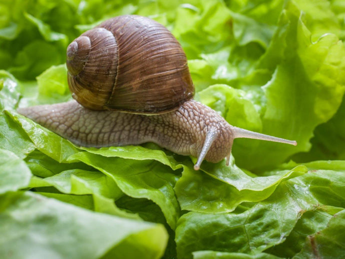 Good or Bad? Slugs & Snails In Your Garden