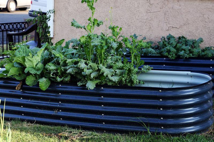 Grow Some Collard Greens