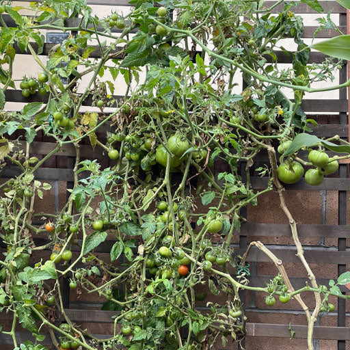 Tomato Growing & Maintenance