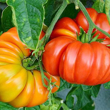Heirloom Tomatoes: What are they? - Ollegardens